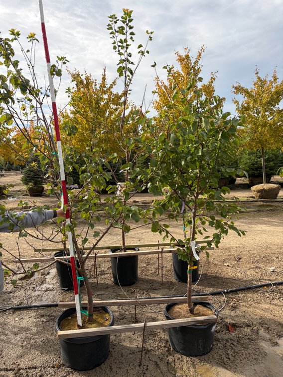 FRUIT TREES : Canadian Apricot - Standard #10 (1), Puget Gold Apricot - Standard #10 (1)