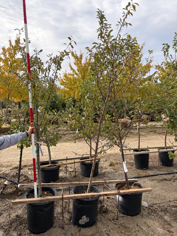 FRUIT TREES : Toka Plum - Standard #10 (1), Black Ice Plum - Standard #10 (2)