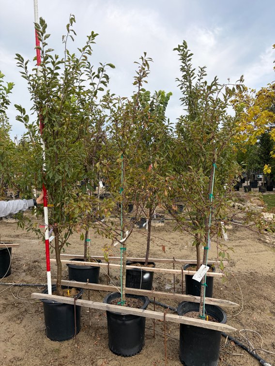FRUIT TREES : Black Ice Plum - Standard #10 (2), Santa Rose Plum - Standard #10 (1)