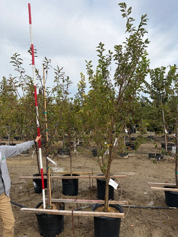 FRUIT TREES : Santa Rosa Plum - Standard #10 (1), Toka Plum - Standard #10 (1)