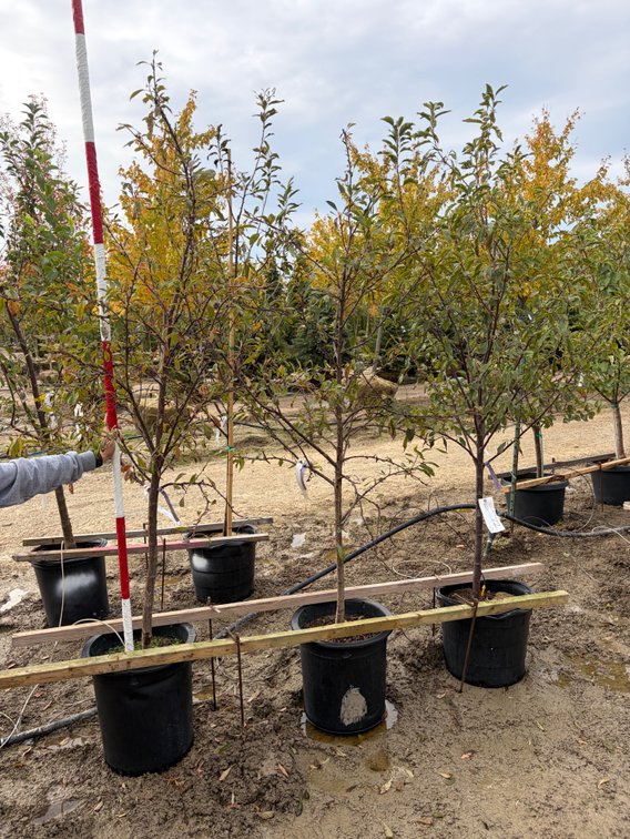 FRUIT TREES : Toka Plum - Standard #10 (1), Black Ice Plum - Standard #10 (2)