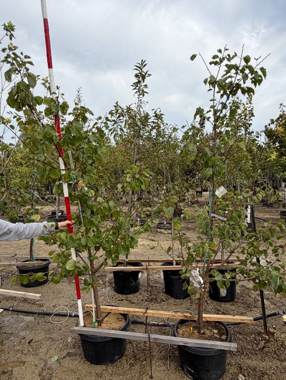 FRUIT TREES : Puget Gold Apricot - Standard #10 (2)