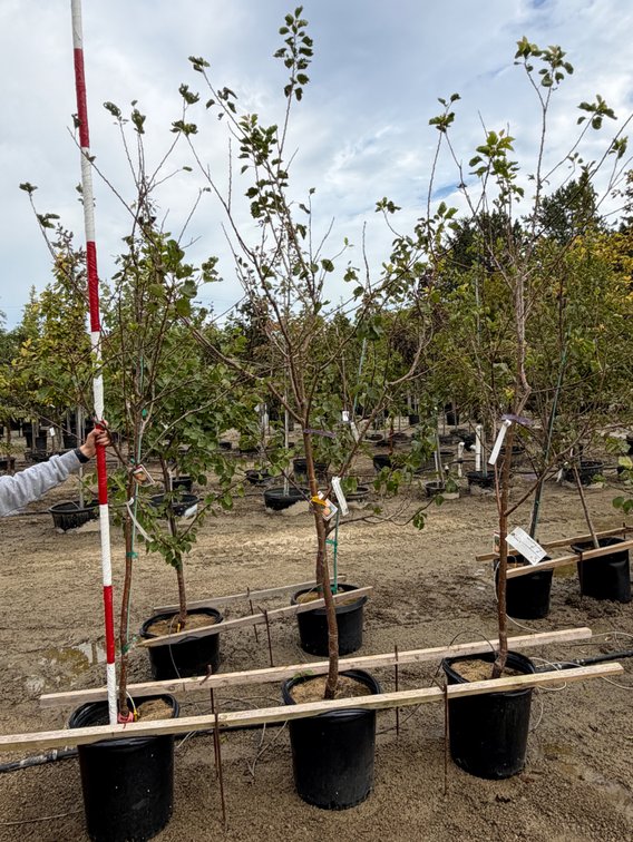 FRUIT TREES : Moorpark Apricot - Standard #10 (3)