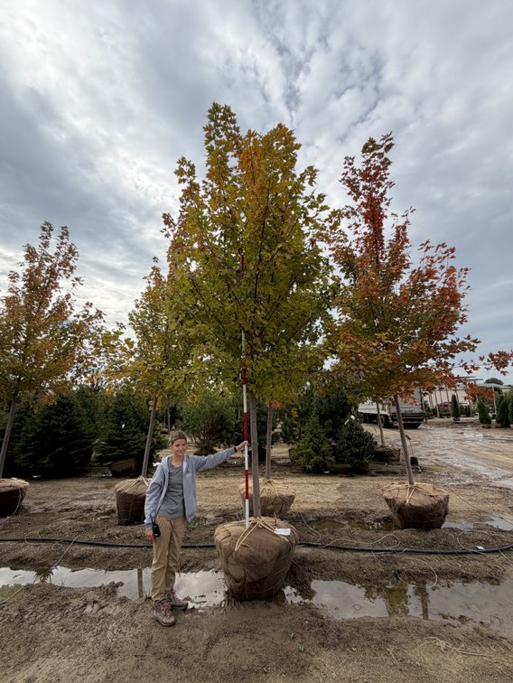Autumn Blaze Maple 3.00" (1)