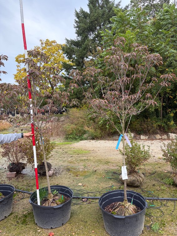 Pink Flowering Dogwood 6' (2)