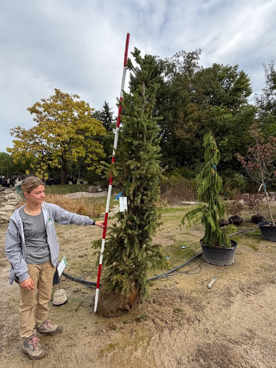 Cupressina Columnar Norway Spruce 5-6' bb/potted (1)