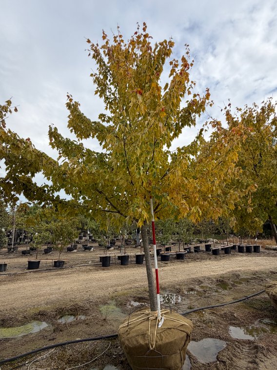 Red Sunset Maple 3.00" (1)
