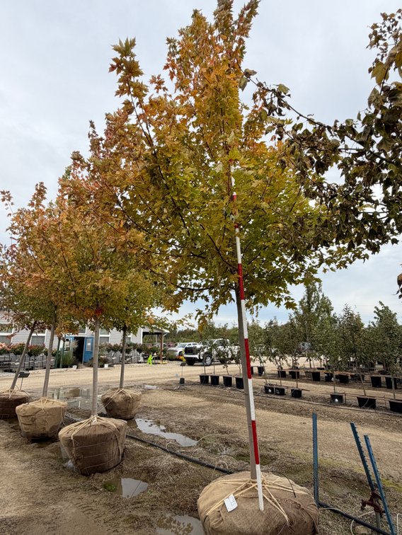 Autumn Blaze Maple 3.00" (1)