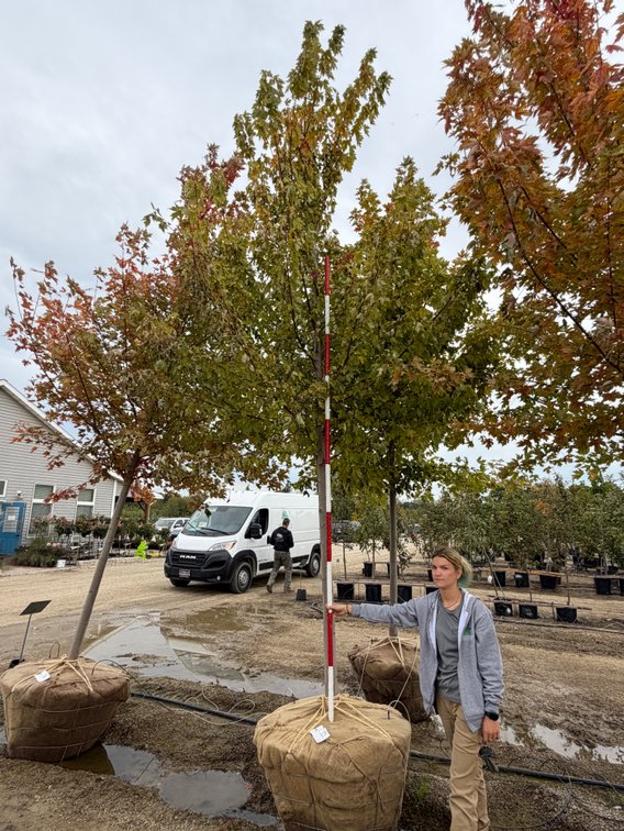 Autumn Blaze Maple 3.00" (1)