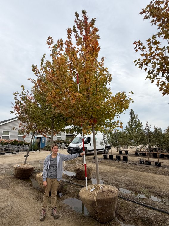 Autumn Blaze Maple 3.00" (1)