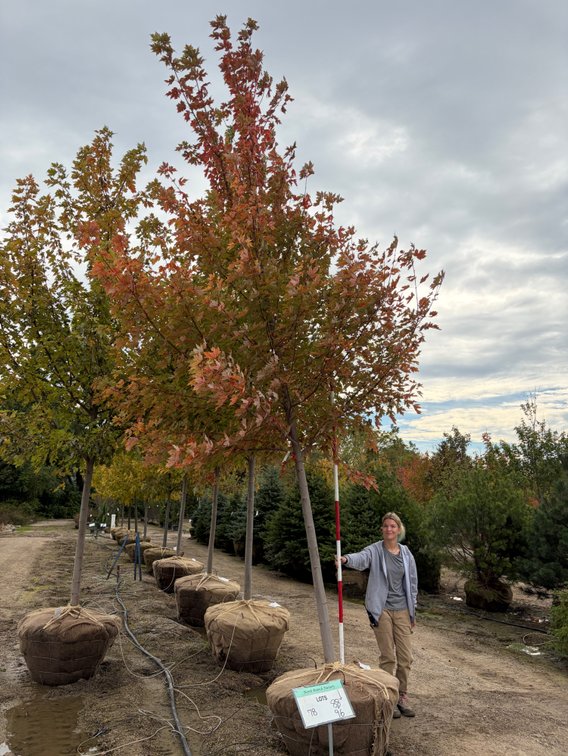 Autumn Blaze Maple 3.00" (1)