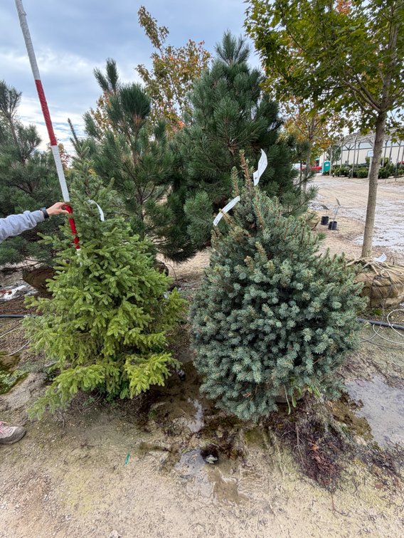Colorado Spruce 4' (1), Serbian Spruce 4' (1)
