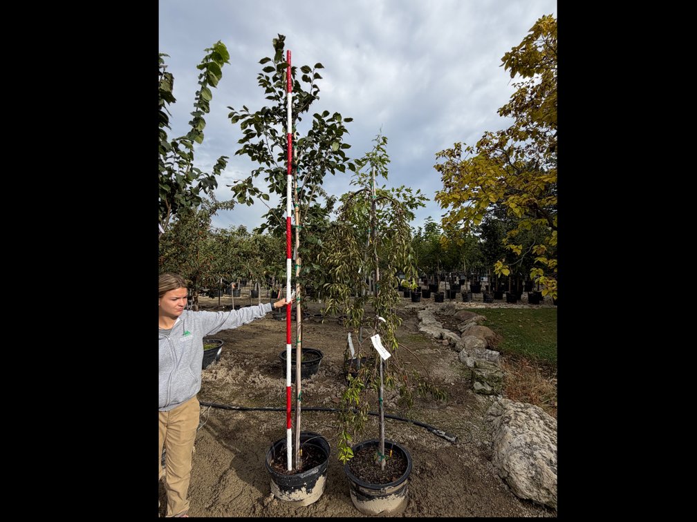 Snow Fountain Weeping Cherry - budded #15 (1), Triumph Elm #15 (1)