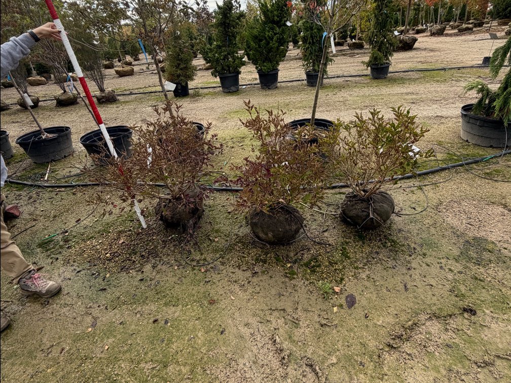 Miss Kim Lilacs : 18-24" (2), 24-30" (1)