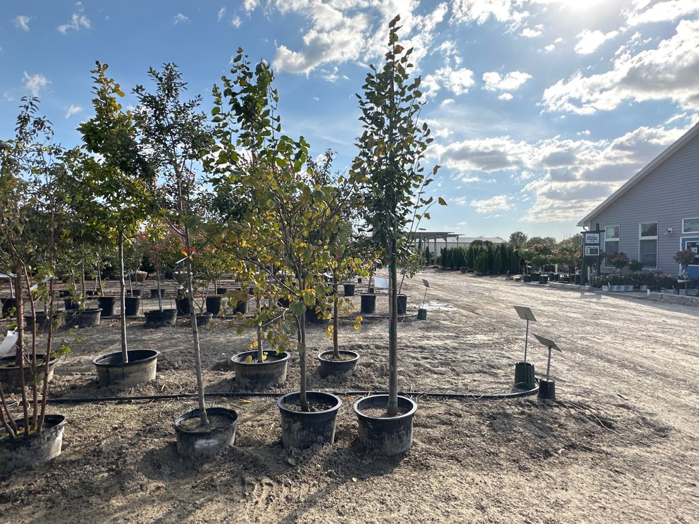 Greenspire Linden #15 (1), Eastern Redbud - MS #15 (1), Rainbow Pillar Serviceberry - B Grade #10 (1)