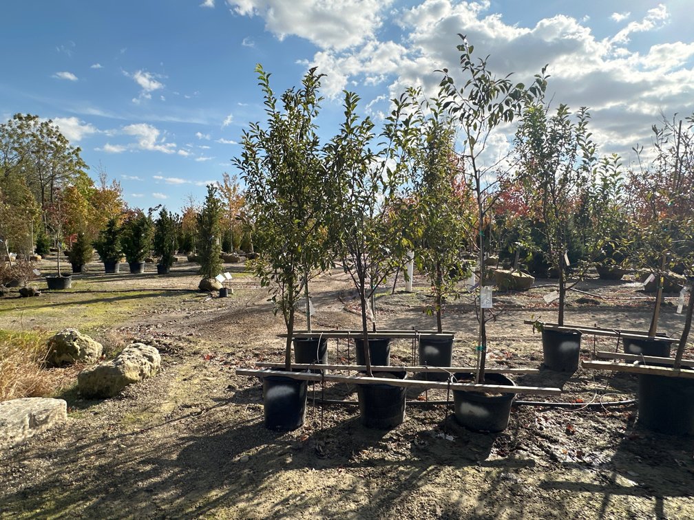 FRUIT TREES : Superior Plum - Standard #10 (1), Toka Plum - Standard #10 (1), Santa Rosa Plum - Standard #10 (1)