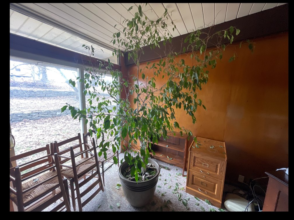 8’ Tall Ficus Tree - large, in 24" round planter, planter is 17" tall