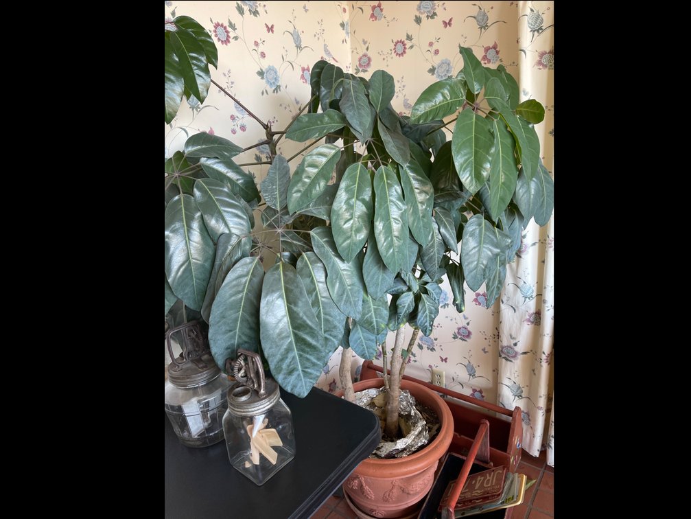 Schefflera Plant/Tree (Sunroom) 70” tall, 20” round terra cotta pot