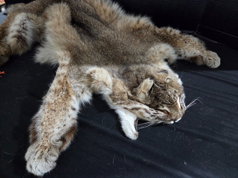 Bobcat pelt