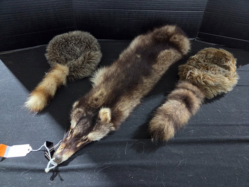 Davy Crocket Style Coonskin caps and pelt