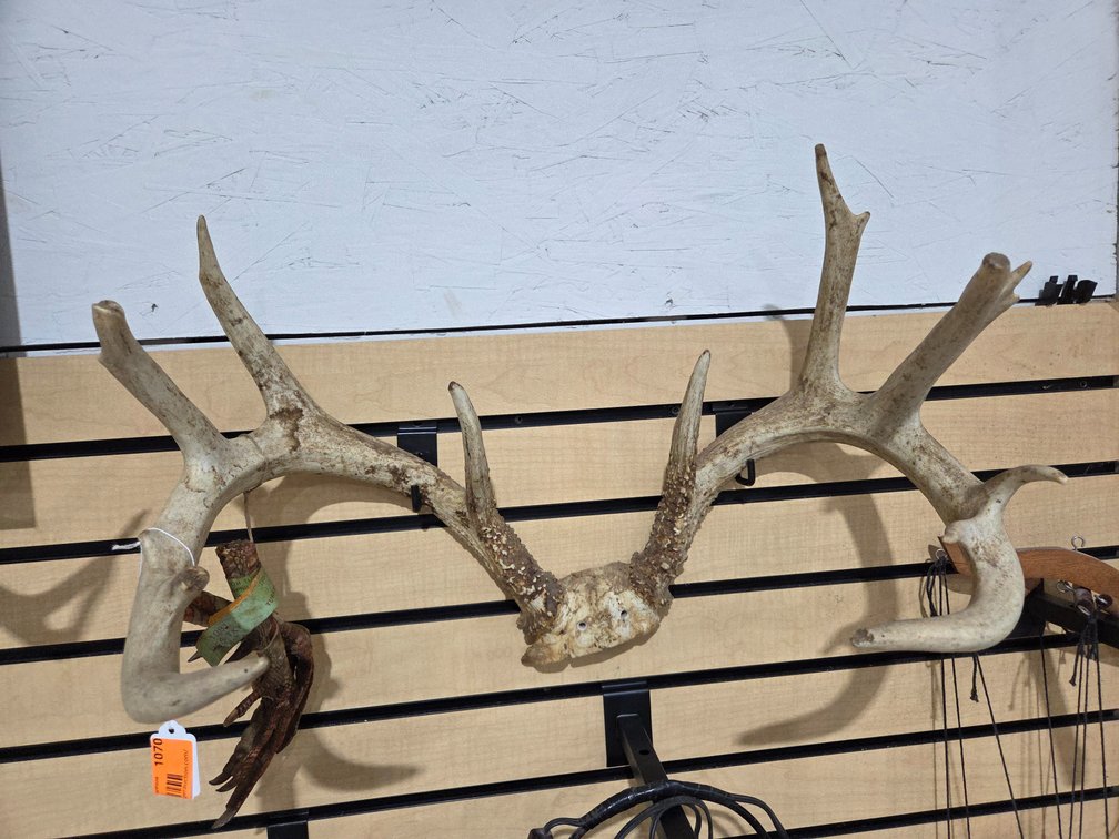 Deer antlers