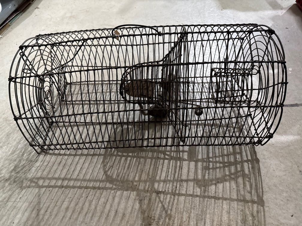 Critter Traps