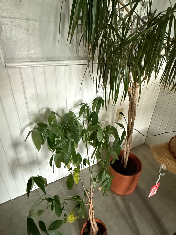 Two house plants