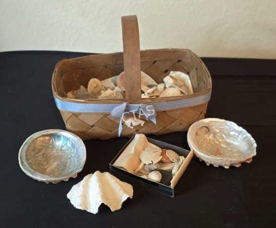 Seashell Collection
