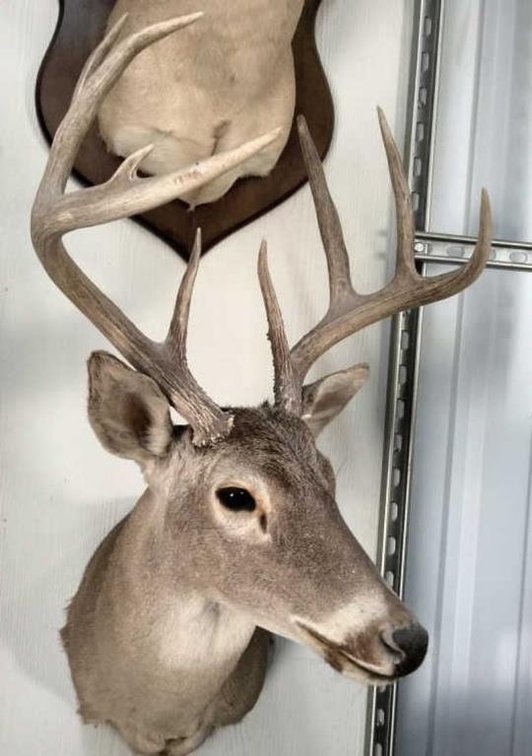 Deer Taxidermy Shoulder Mount
