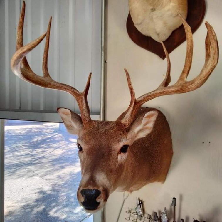 Deer Taxidermy Shoulder Mount