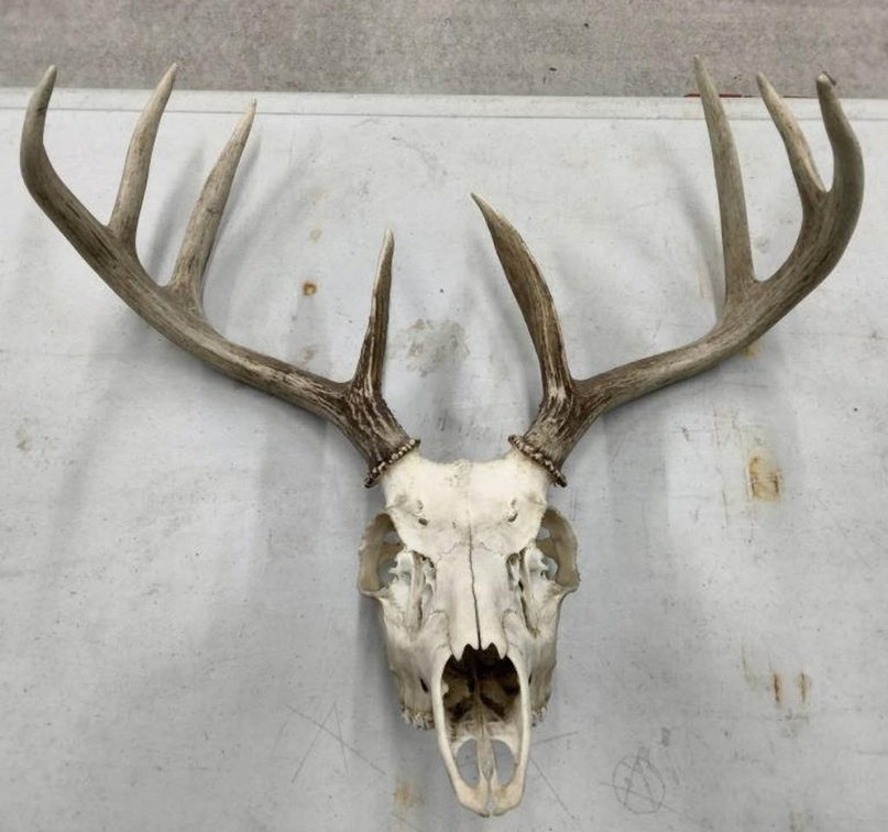 White Tailed Deer Skull