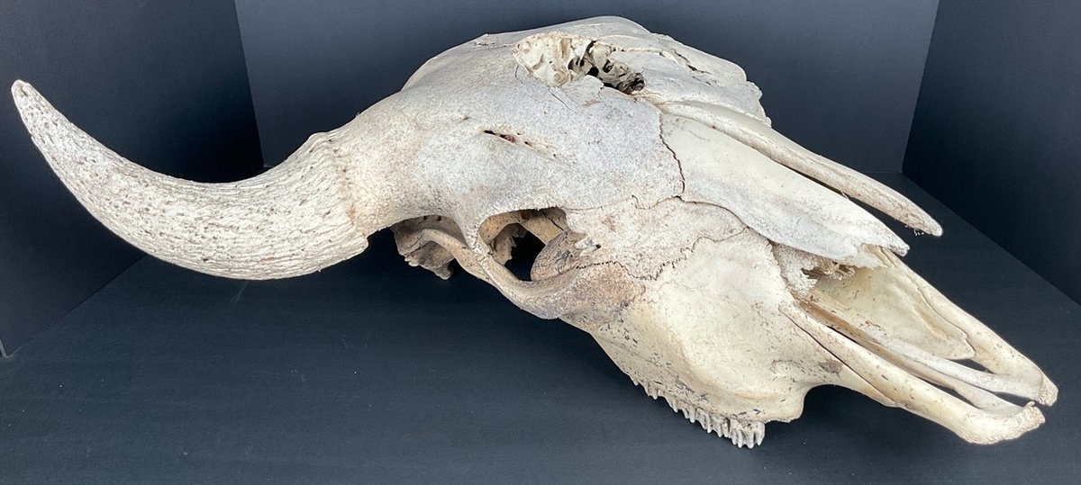 Bison Skull
