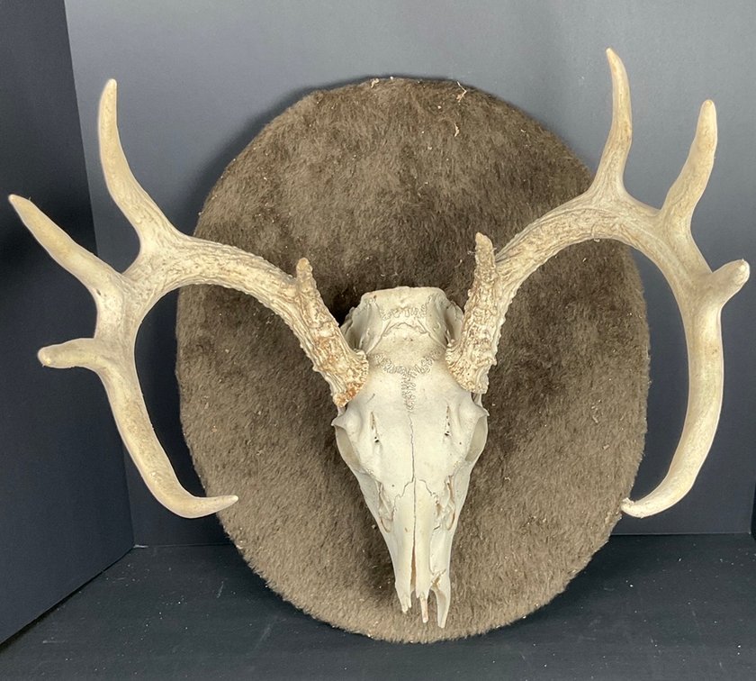 European Style Dear Head Mount