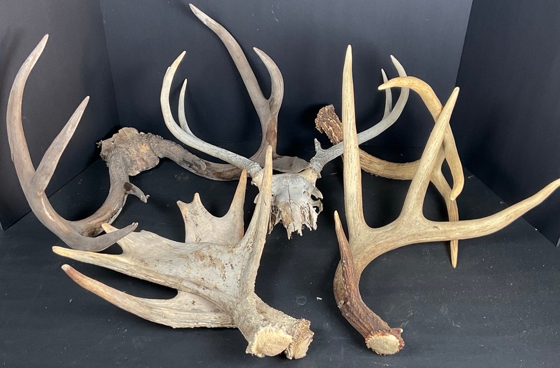 Collection of Antlers