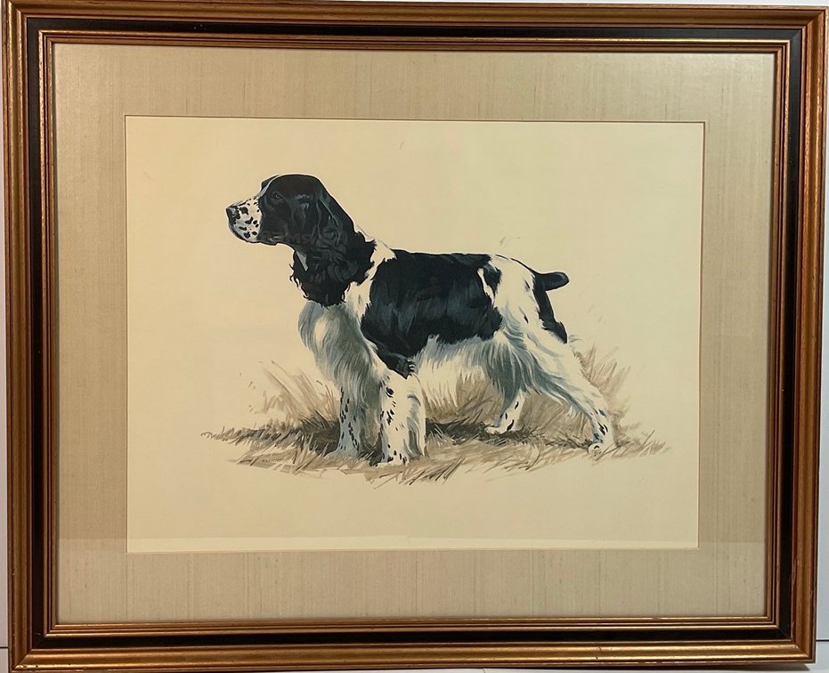 Springer Spaniel Print