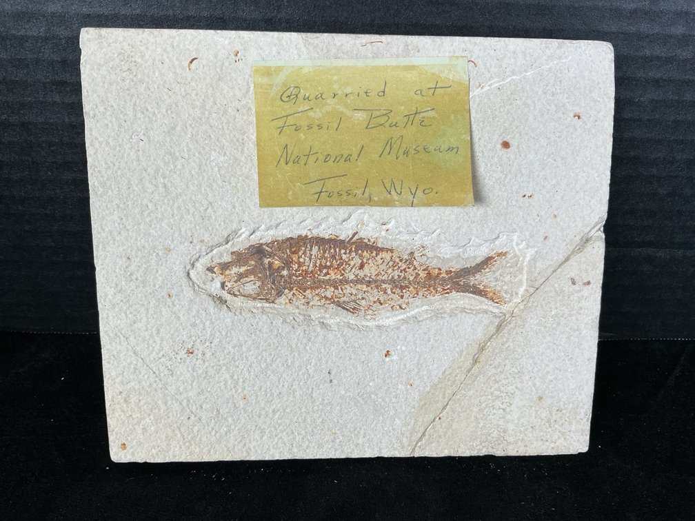 Fossil Knightia from Wyoming