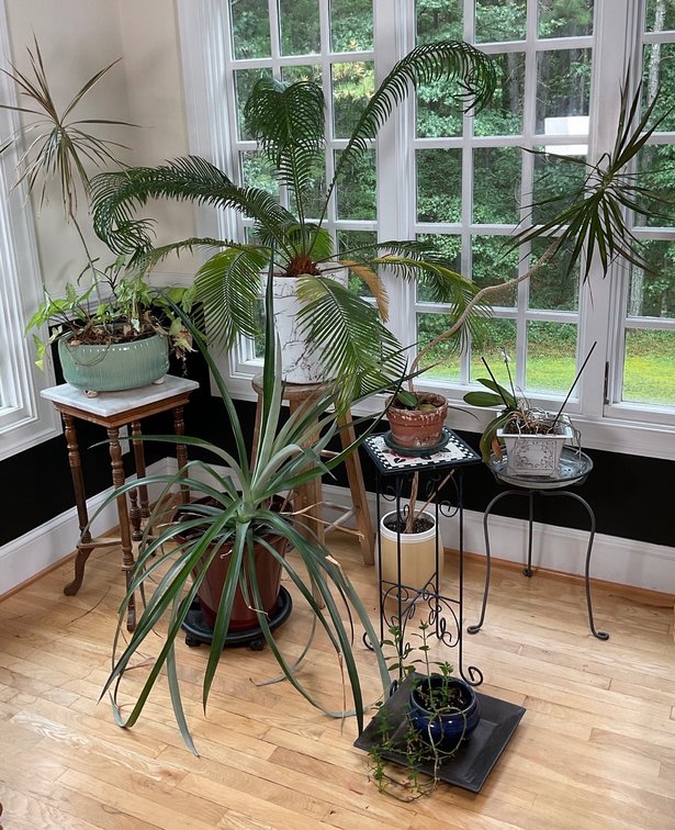 Assorted Potted Houseplants Featuring Sago Palm Dracaena Marginata and Orchids