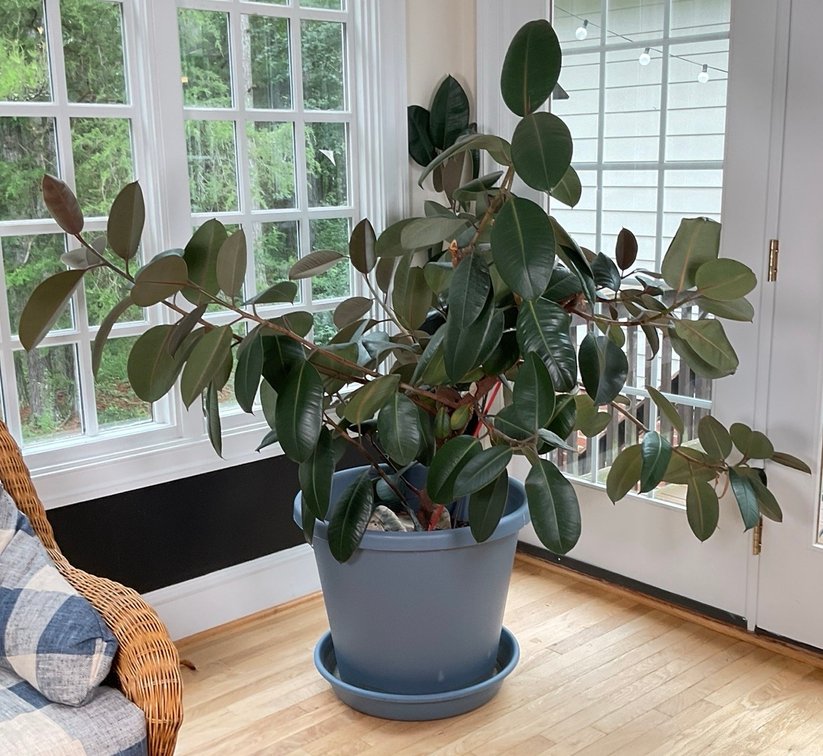 Large Mature Ficus Elastica Rubber Tree Plant in Planter
