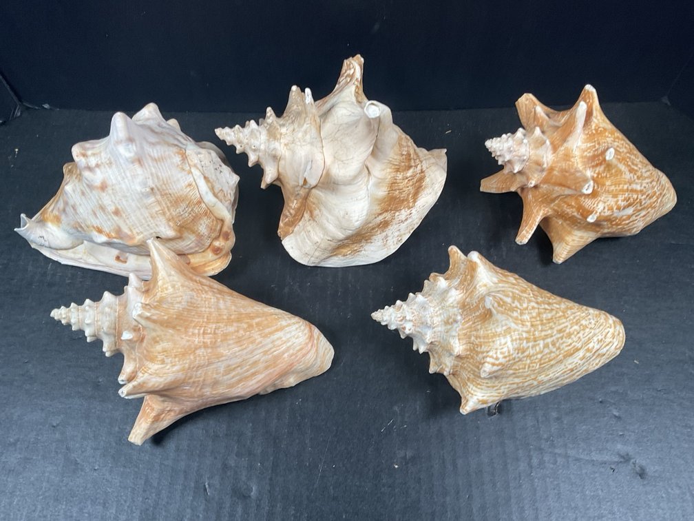 Large Natural Conch and Helmet Sea Shell Specimen Collection