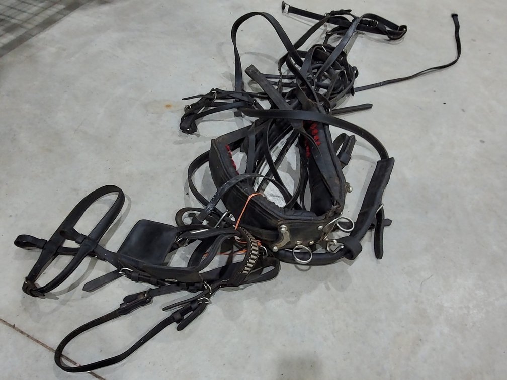 Quarter horse size harness