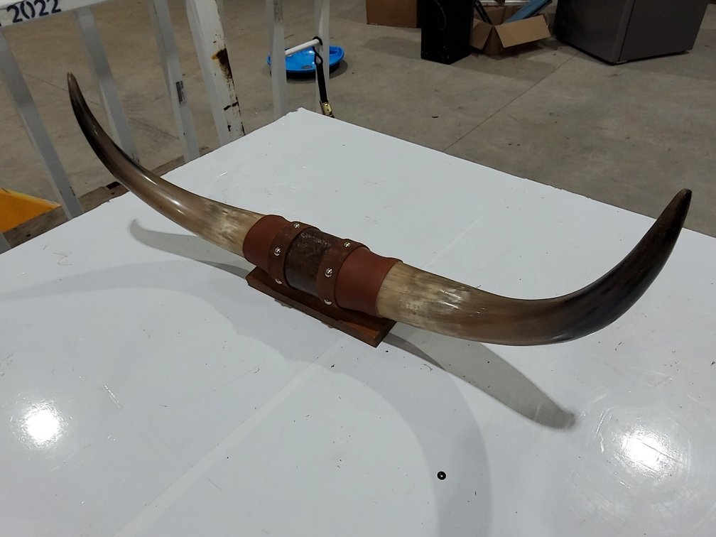 29" bull horns