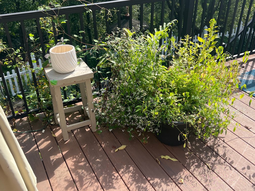 Square Top Wooden Stool, White Planter, Large Plant in Black Planter