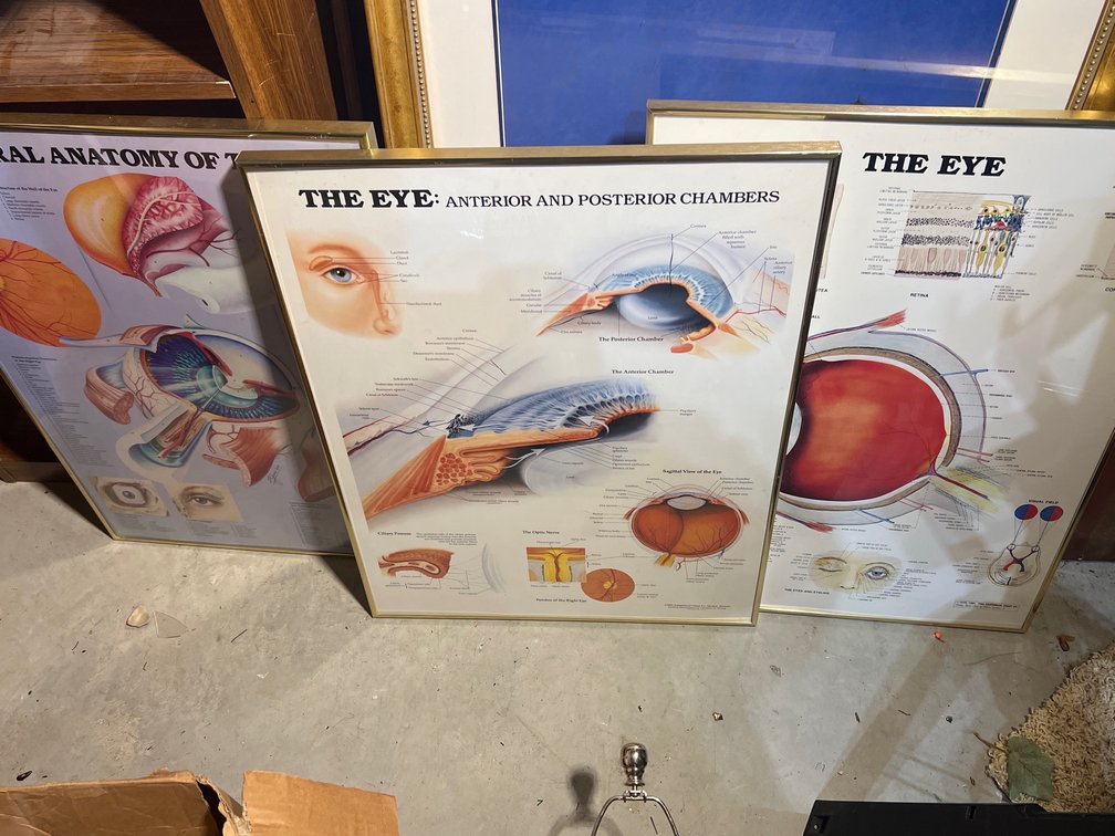 Three Posters Featuring the Anatomy of the Eye