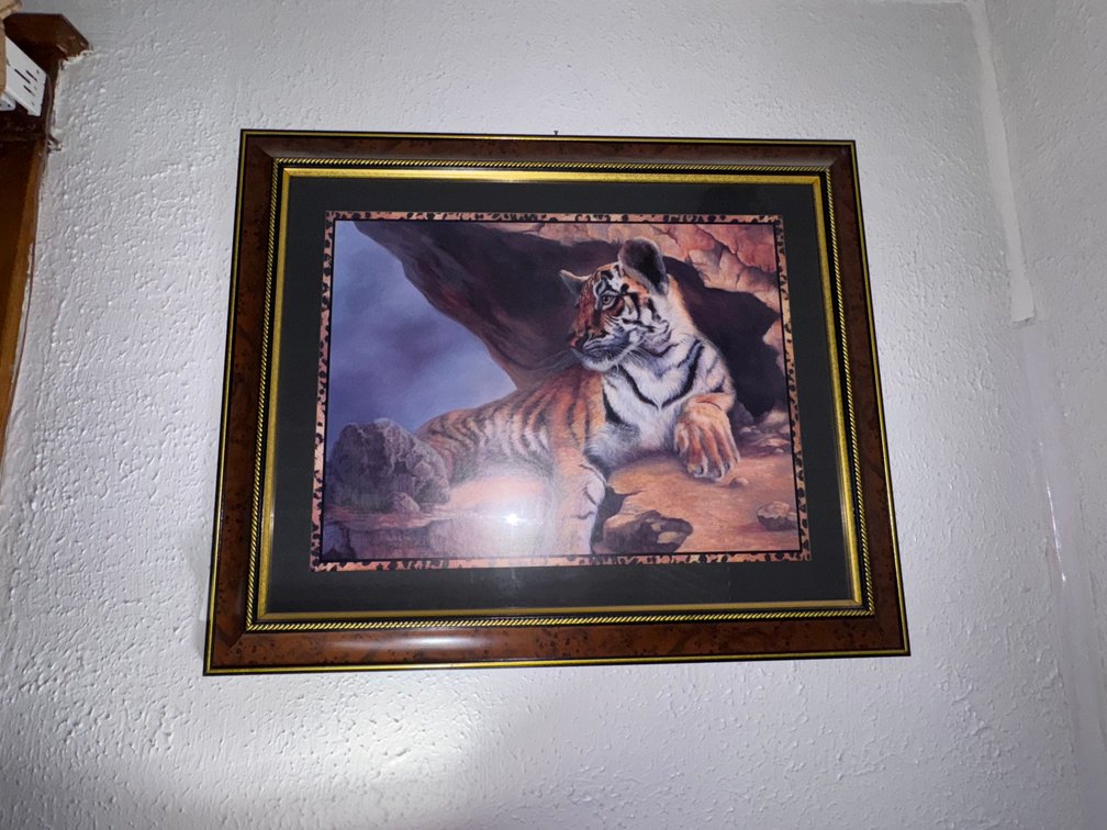 Tiger picture