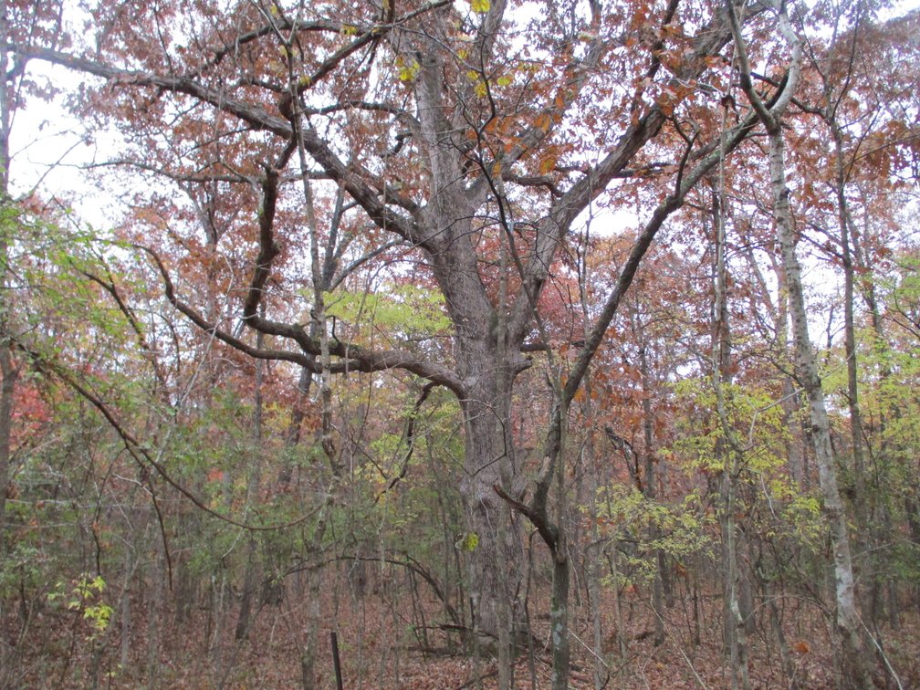 Image for 1729 Hwy 63, Williford, AR