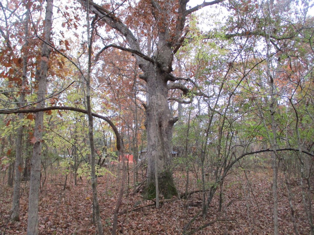 Image for 1729 Hwy 63, Williford, AR