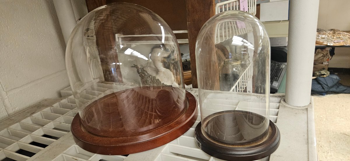 Glass Display Domes with Wooden Bases
