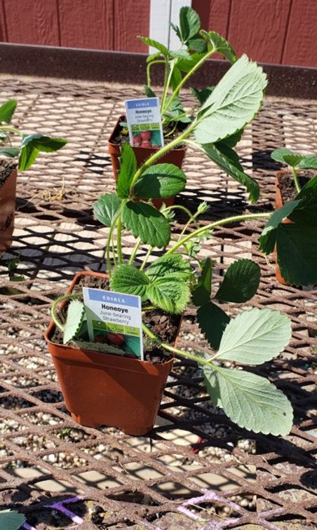 (10x bid) STRAWBERRY EVERBEARING HONEOYE