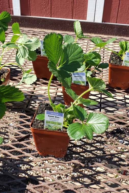 (10x bid) STRAWBERRY EVERBEARING SWEET KISS