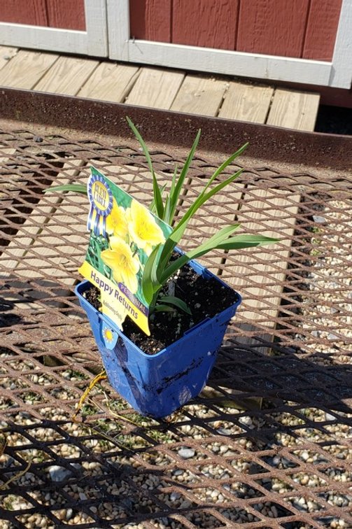(5x bid) DAYLILY YELLOW REBLOOMER HAPPY RETURNS